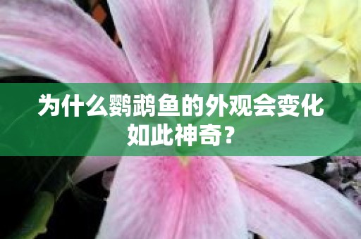 为什么鹦鹉鱼的外观会变化如此神奇？