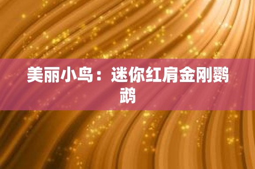 美丽小鸟：迷你红肩金刚鹦鹉