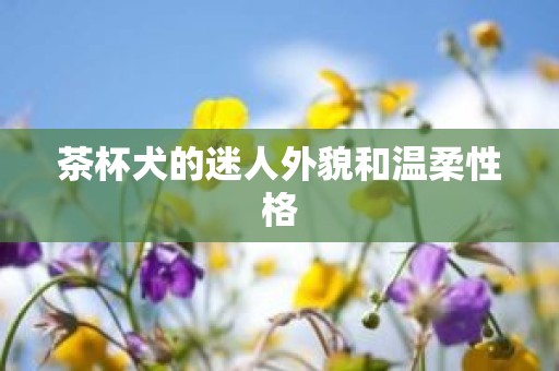 茶杯犬的迷人外貌和温柔性格