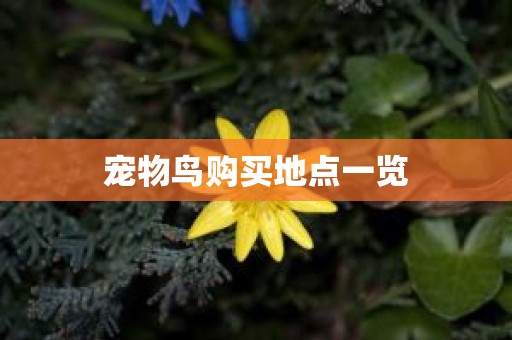 宠物鸟购买地点一览