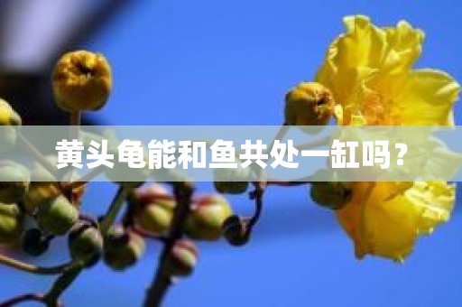 黄头龟能和鱼共处一缸吗？