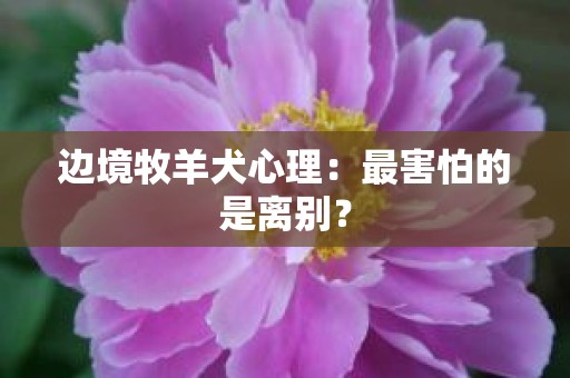 边境牧羊犬心理：最害怕的是离别？