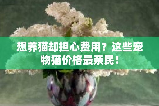 想养猫却担心费用？这些宠物猫价格最亲民！