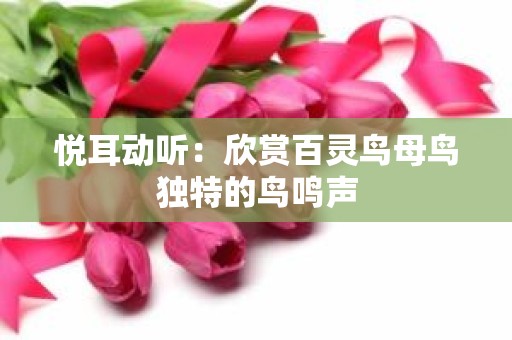 悦耳动听：欣赏百灵鸟母鸟独特的鸟鸣声