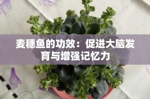 麦穗鱼的功效：促进大脑发育与增强记忆力