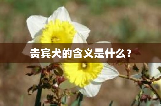 贵宾犬的含义是什么？