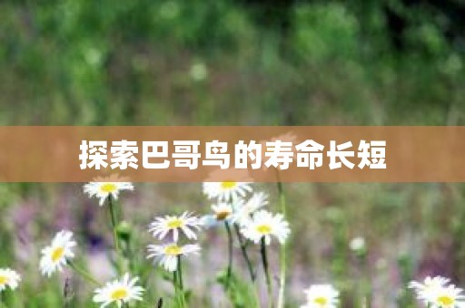 探索巴哥鸟的寿命长短