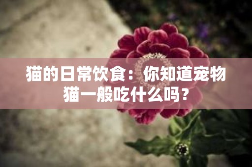 猫的日常饮食：你知道宠物猫一般吃什么吗？