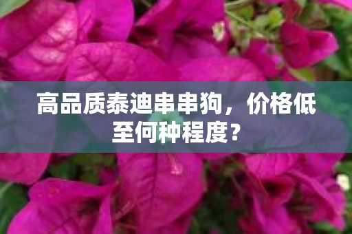 高品质泰迪串串狗，价格低至何种程度？