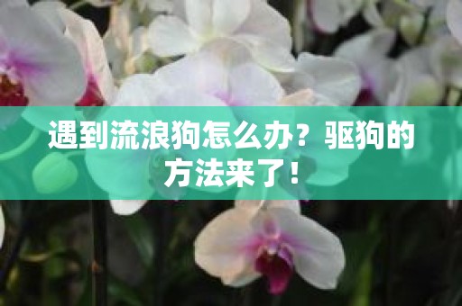 遇到流浪狗怎么办？驱狗的方法来了！