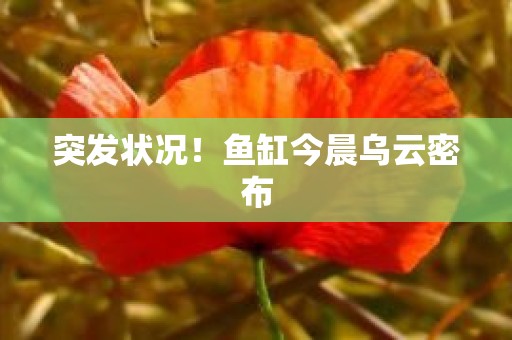 突发状况！鱼缸今晨乌云密布