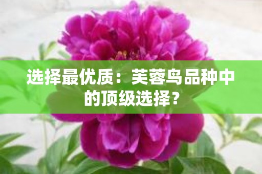 选择最优质：芙蓉鸟品种中的顶级选择？