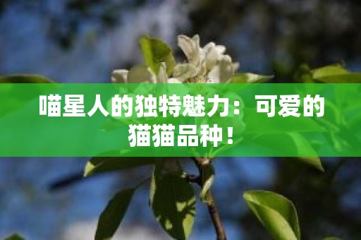 喵星人的独特魅力：可爱的猫猫品种！