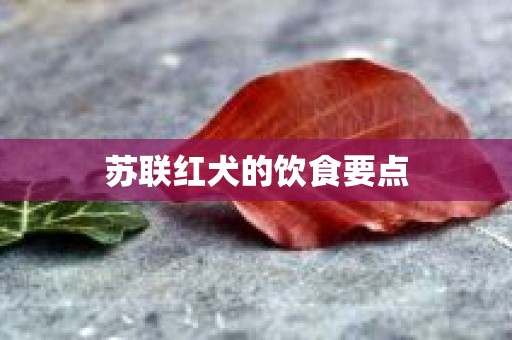 苏联红犬的饮食要点