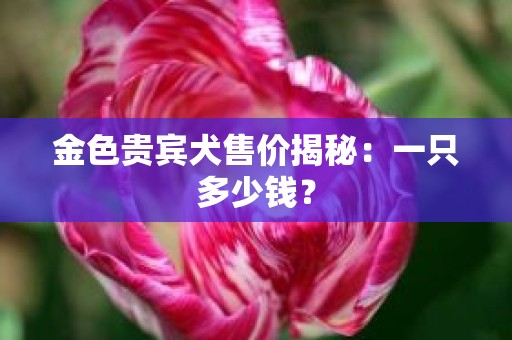 金色贵宾犬售价揭秘：一只多少钱？