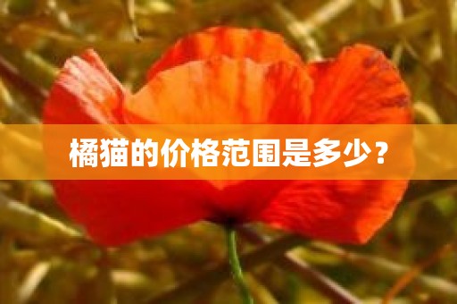 橘猫的价格范围是多少？