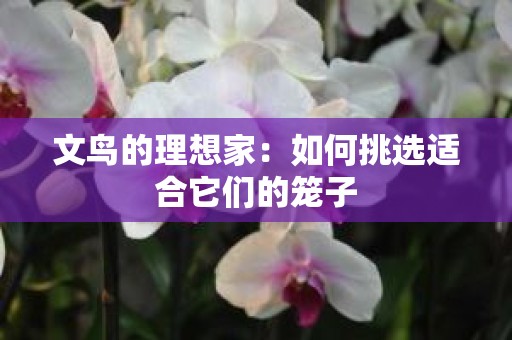 文鸟的理想家：如何挑选适合它们的笼子