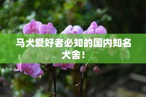 马犬爱好者必知的国内知名犬舍！