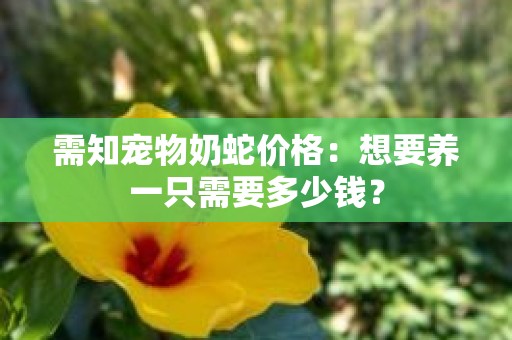 需知宠物奶蛇价格：想要养一只需要多少钱？