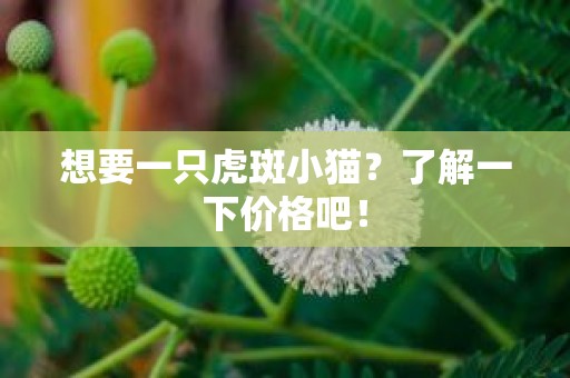 想要一只虎斑小猫？了解一下价格吧！