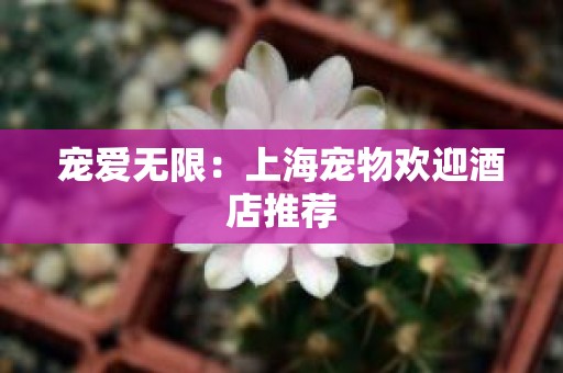 宠爱无限：上海宠物欢迎酒店推荐