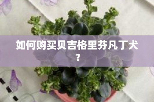 如何购买贝吉格里芬凡丁犬？