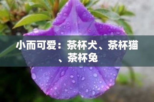 小而可爱：茶杯犬、茶杯猫、茶杯兔