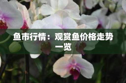 鱼市行情：观赏鱼价格走势一览