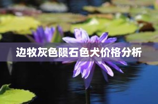 边牧灰色陨石色犬价格分析