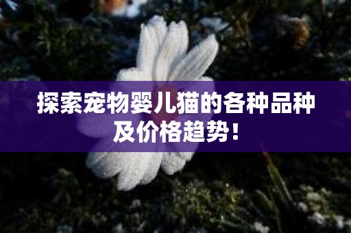探索宠物婴儿猫的各种品种及价格趋势！