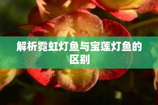 解析霓虹灯鱼与宝莲灯鱼的区别