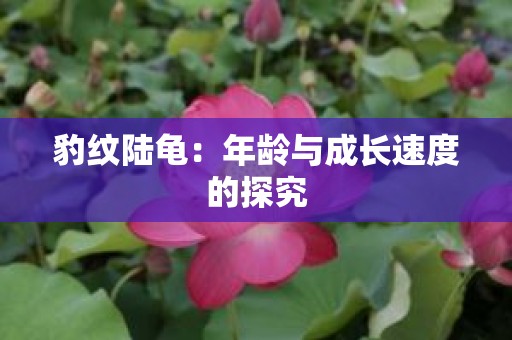 豹纹陆龟：年龄与成长速度的探究