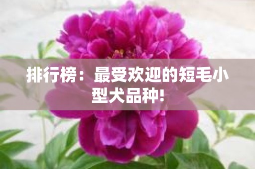 排行榜：最受欢迎的短毛小型犬品种!