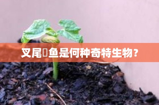 叉尾鮰鱼是何种奇特生物？