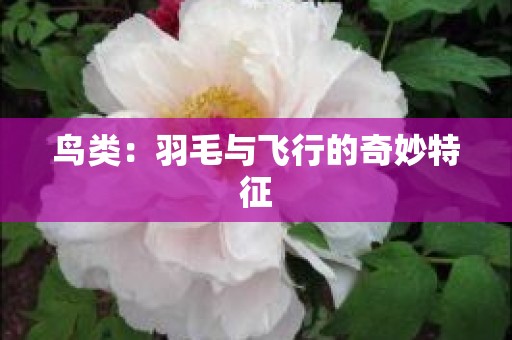 鸟类：羽毛与飞行的奇妙特征