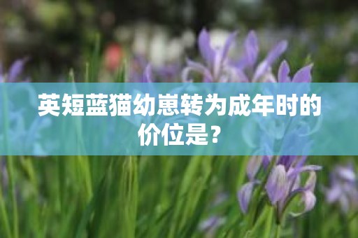 英短蓝猫幼崽转为成年时的价位是？