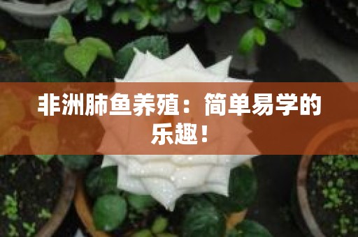 非洲肺鱼养殖：简单易学的乐趣！