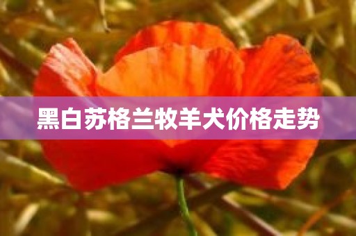 黑白苏格兰牧羊犬价格走势