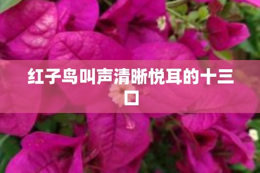 红子鸟叫声清晰悦耳的十三口