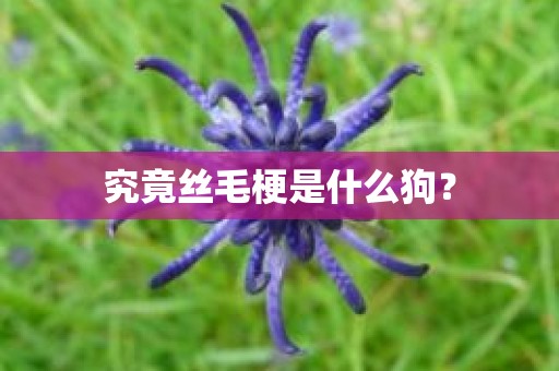 究竟丝毛梗是什么狗？