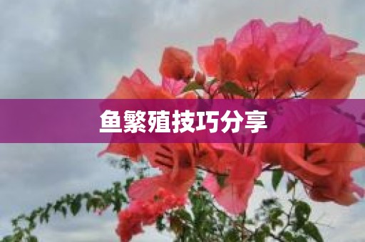 鱼繁殖技巧分享