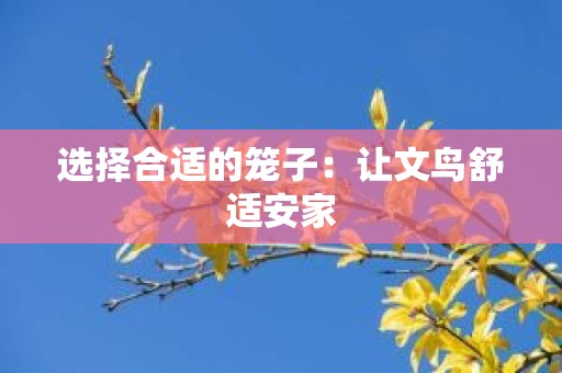 选择合适的笼子：让文鸟舒适安家