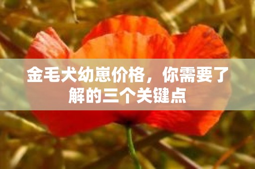 金毛犬幼崽价格，你需要了解的三个关键点