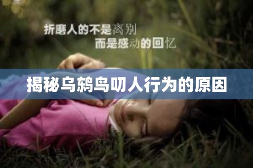 揭秘乌鸫鸟叨人行为的原因