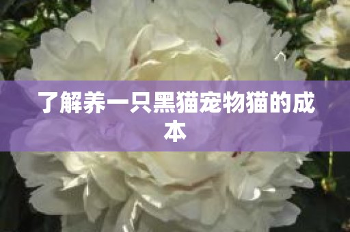 了解养一只黑猫宠物猫的成本