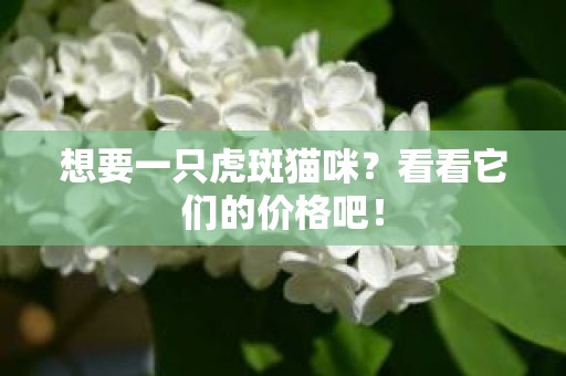 想要一只虎斑猫咪？看看它们的价格吧！