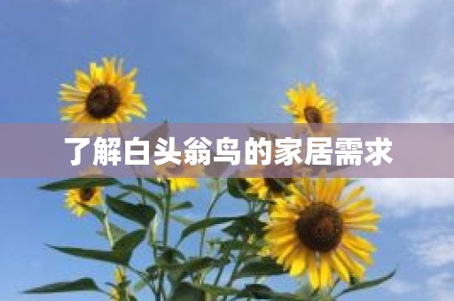 了解白头翁鸟的家居需求