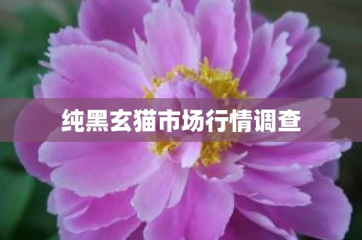 纯黑玄猫市场行情调查
