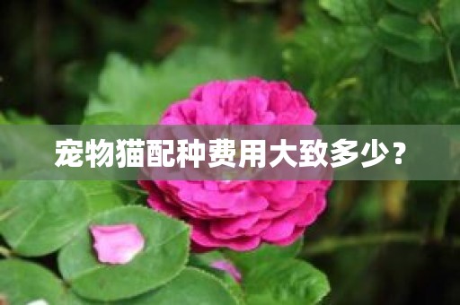 宠物猫配种费用大致多少？