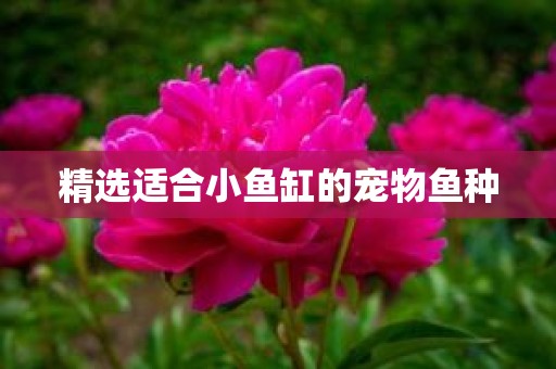 精选适合小鱼缸的宠物鱼种
